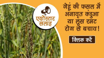 गेंहूं की फसल में अनावृत कंडुआ या लूस स्मट रोग से बचाव!