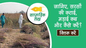 जानिए, सरसों की कटाई, मड़ाई कब और कैसे करें? 
