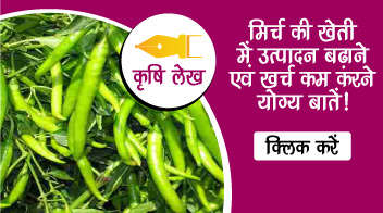 मिर्च की खेती में उत्पादन बढ़ाने एवं खर्च कम करने योग्य बातें!