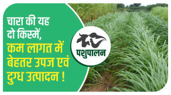 चारा की यह दो किस्में, कम लागत  में बेहतर उपज एवं  दुग्ध उत्पादन!