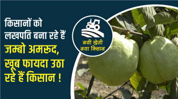 किसानों को लखपति बना रहे हैं जम्बो अमरूद, खूब फायदा उठा रहे हैं किसान!