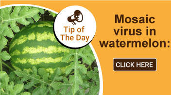 Mosaic virus in watermelon: