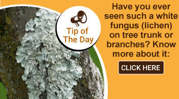 Have you ever seen such a white fungus (lichen) on tree trunk or branches? Know more about it: