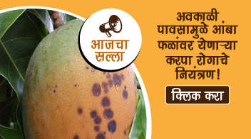 अवकाळी पावसामुळे आंबा फळांवर येणाऱ्या करपा रोगाचे नियंत्रण! 