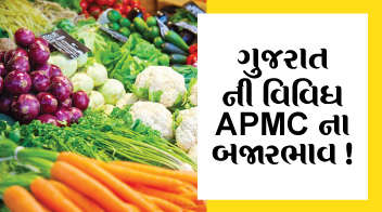 ગુજરાત ની વિવિધ APMC ના બજારભાવ !