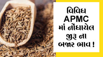 વિવિધ APMC માં નોંધાયેલ જીરૂ ના બજાર ભાવ !