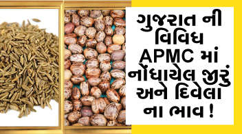 ગુજરાત ની વિવિધ APMC માં નોંધાયેલ જીરું અને દિવેલા ના ભાવ !