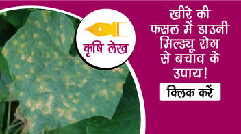 खीरे की फसल में डाउनी मिल्ड्यू रोग से बचाव के उपाय!