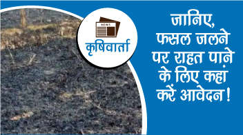 जानिए, फसल जलने पर राहत पाने के लिए कहां करें आवेदन!