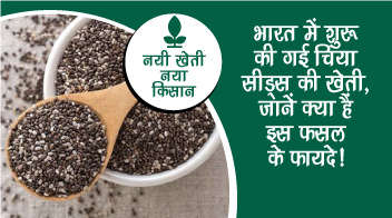 भारत में शुरू की गई चिया सीड्स की खेती, जानें क्या हैं इस फसल के फायदे!