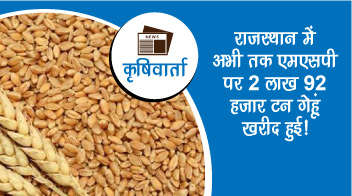 राजस्थान में अभी तक एमएसपी पर 2 लाख 92 हजार टन गेहूं खरीद हुई!