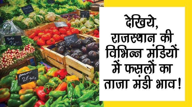 देखिये, राजस्थान की विभिन्न मंडियों में फसलों का ताजा मंडी भाव!
