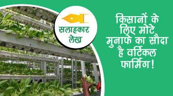 किसानों के लिए मोटे मुनाफे का सौदा है वर्टिकल फार्मिंग!