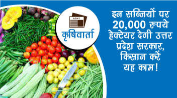 इन सब्जियों पर 20,000 रुपये हेक्टेयर देगी उत्तर प्रदेश सरकार, किसानों करें यह काम!