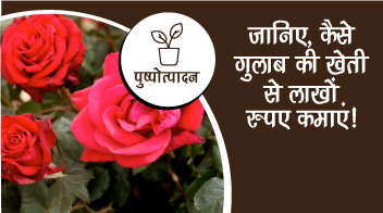 जानिए, कैसे गुलाब की खेती से लाखों रुपए कमाए!