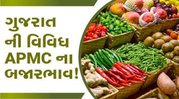 ગુજરાત ની વિવિધ APMC ના બજારભાવ !