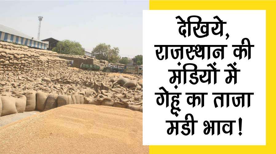 देखिये, राजस्थान की मंडियों में गेहूं का ताजा मंडी भाव!