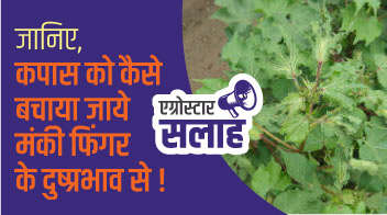 जानिए, कपास को कैसे बचाया जाये मंकी फिंगर के दुष्प्रभाव से!