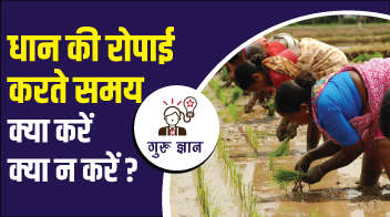 धान की रोपाई करते समय क्या करें क्या न करें?