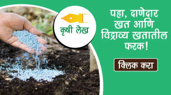 पहा, दाणेदार खत आणि विद्राव्य खतातील फरक!