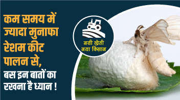 कम समय में ज्यादा मुनाफा रेशम कीट पालन से, बस इन बातों का रखना है ध्यान !