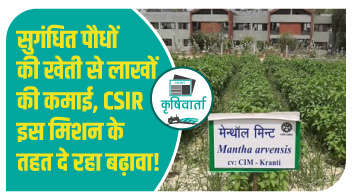 सुगंधित पौधों की खेती से लाखों की कमाई, CSIR इस मिशन के तहत दे रहा बढ़ावा!