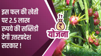 इस फल की खेती पर 2.5 लाख रुपये की सब्सिडी देगी उत्तरप्रदेश सरकार!