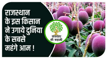 राजस्थान के इस किसान ने उगाये दुनिया के सबसे महंगे आम!