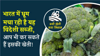 भारत में धूम मचा रही है यह विदेशी सब्जी, आप भी कर सकते हैं इसकी खेती!