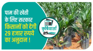 पाम की खेती के लिए सरकार किसानों को देगी 29 हजार रुपये का अनुदान!