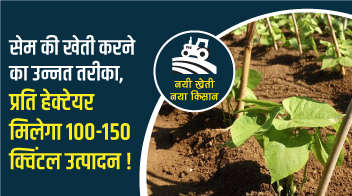 सेम की खेती करने का उन्नत तरीका, प्रति हेक्टेयर मिलेगा 100-150 क्विटंल उत्पादन!