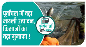 पूर्वांचल में बढ़ा मछली उत्पादन, किसानों का बढ़ा मुनाफा!