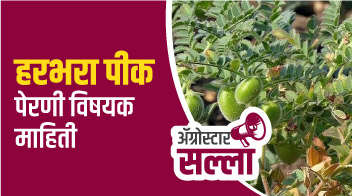 हरभरा पीक पेरणी विषयक माहिती