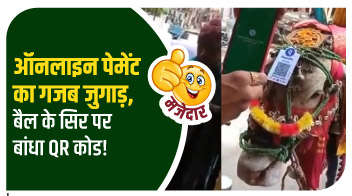 ऑनलाइन पेमेंट का गजब जुगाड़, बैल के सिर पर बांधा QR कोड!