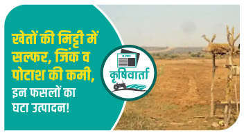 खेतों की मिट्टी में सल्फर, जिंक व पोटाश की कमी, इन फसलों का घटा उत्पादन!