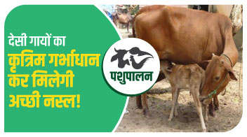 देसी गायों का कृत्रिम गर्भाधान कर मिलेगी अच्छी नस्ल!