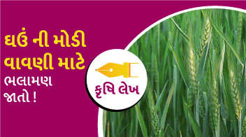 ઘઉં ની મોડી વાવણી માટે ભલામણ જાતો !