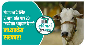गोपालन के लिए रोजाना प्रति गाय 20 रुपये का अनुदान दे रही मध्य प्रदेश सरकार!
