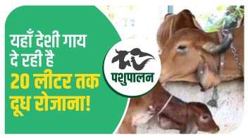 यहाँ देशी गाय दे रही है 20 लीटर तक दूध रोजाना!