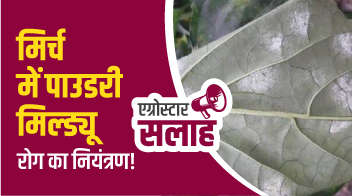 मिर्च में पाउडरी मिल्ड्यू रोग का नियंत्रण!