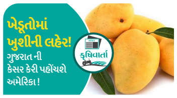 ખેડૂતોમાં ખુશીની લહેર ! ગુજરાત ની કેસર કેરી પહોંચશે અમેરિકા !