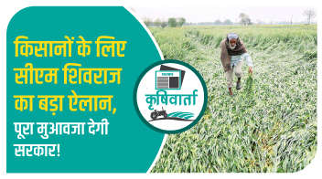 किसानों के लिए सीएम शिवराज का बड़ा ऐलान, पूरा मुआवजा देगी सरकार!