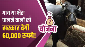 गाय या भैंस पालने वालों को सरकार देगी 60,000 रुपये!