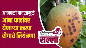 अवकाळी पावसामुळे आंबा फळांवर येणाऱ्या करपा रोगाचे नियंत्रण! 