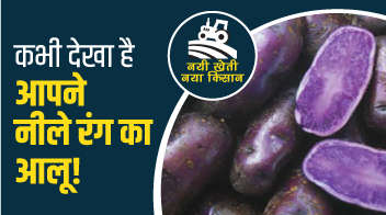 😱कभी देखा है आपने नीले रंग का आलू!
