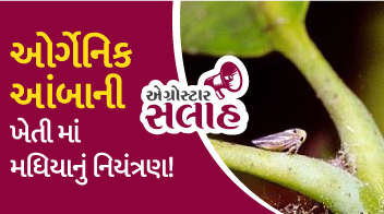 ઓર્ગેનિક આંબાની ખેતી માં મધિયાનું નિયંત્રણ !