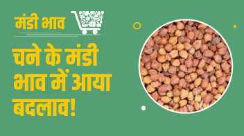 चने के मंडी भाव में आया बदलाव!