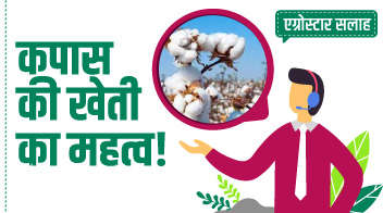 कपास की खेती का महत्व!
