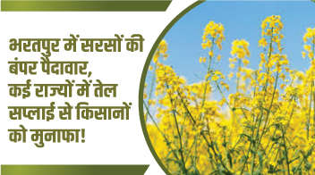भरतपुर में सरसों की बंपर पैदावार, कई राज्यों में तेल सप्लाई से किसानों को मुनाफा!