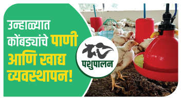 उन्हाळ्यात कोंबड्यांचे पाणी आणि खाद्य व्यवस्थापन !